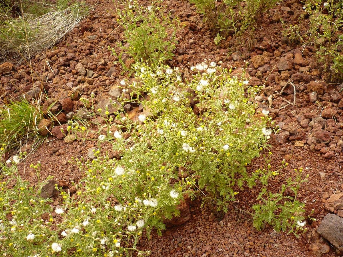 Senecio viscosus (Asteraceae)